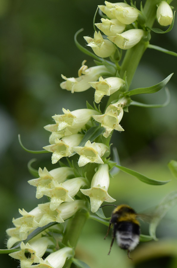 Digitalis lutea / Digitale gialla piccola